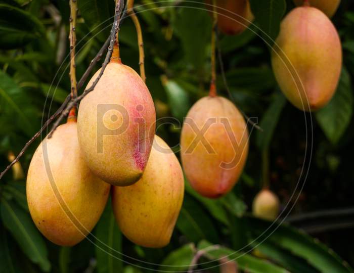 Mango Rows In The Garden. Red Ripe Mango Enhances The Beauty Of The Garden. Ripe Mango Is A Favorite Of Everyone.