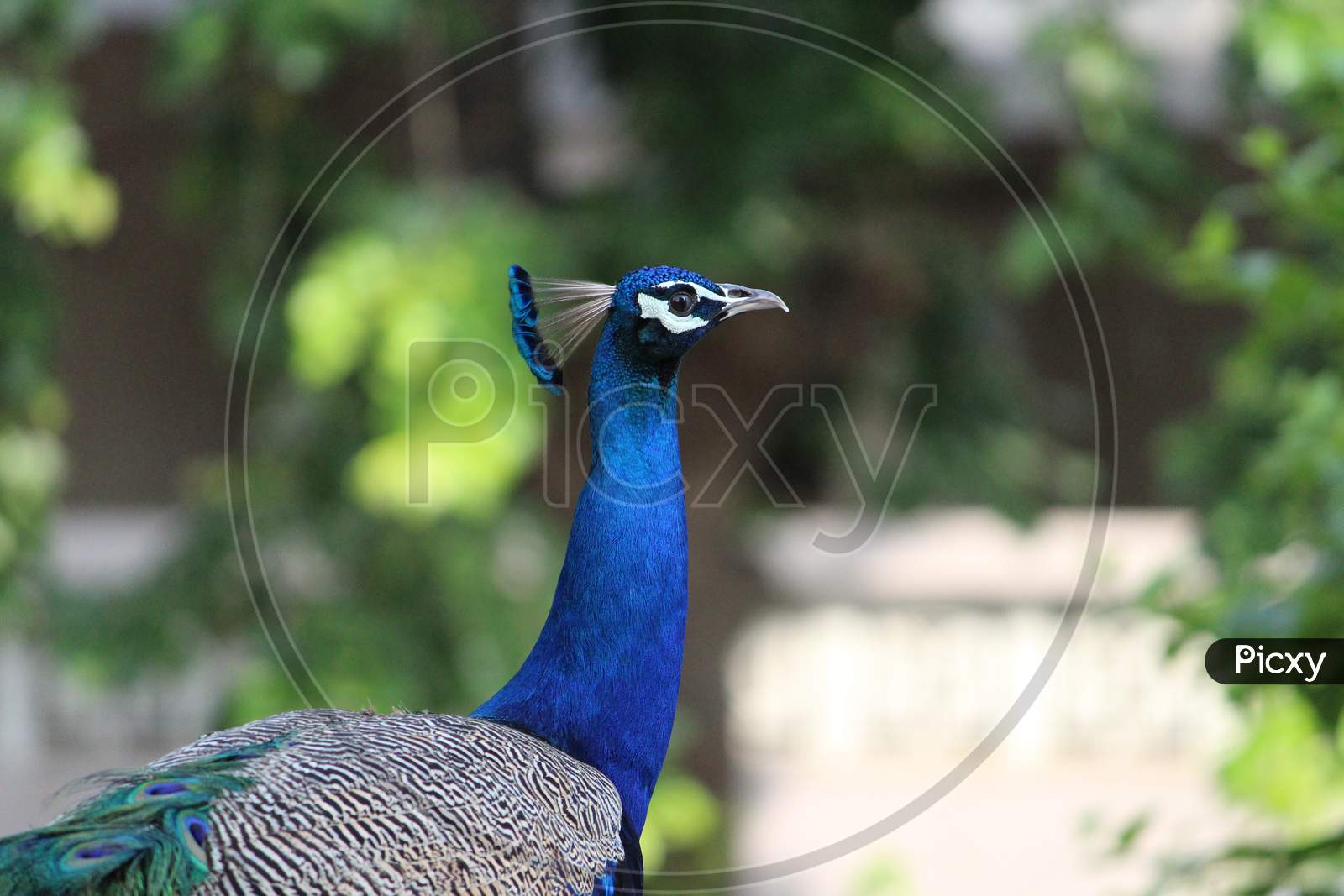 peacock indian national bird