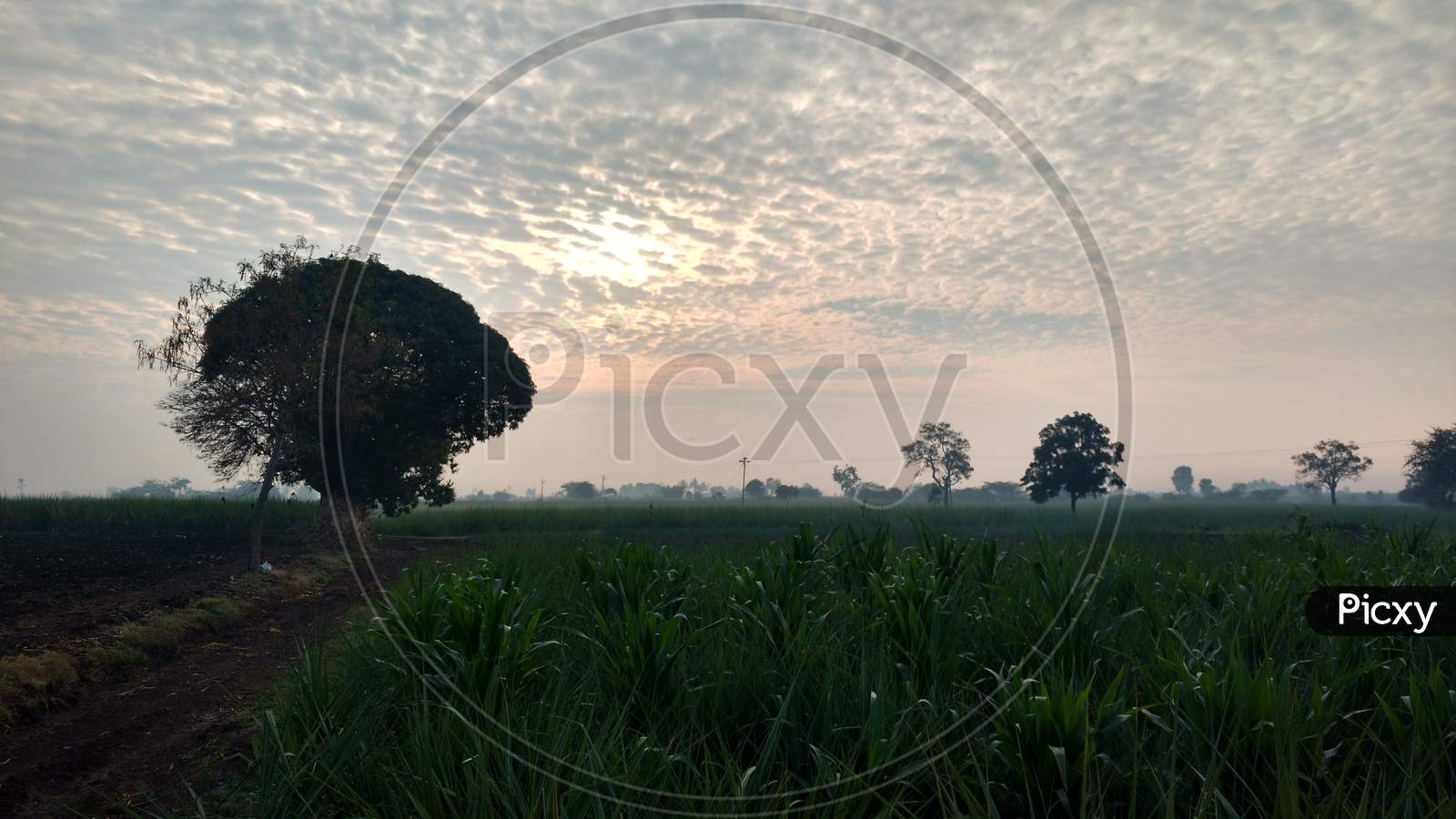 Sugarcane Field In Morning Dawn In Indian Village