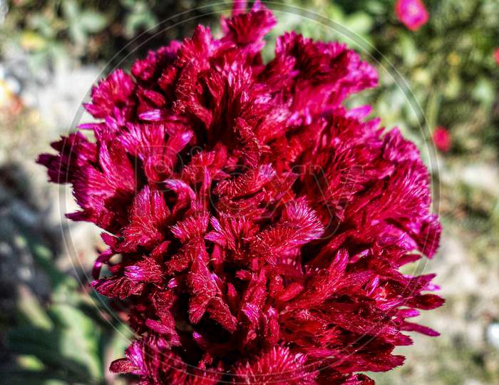 Wool red flower