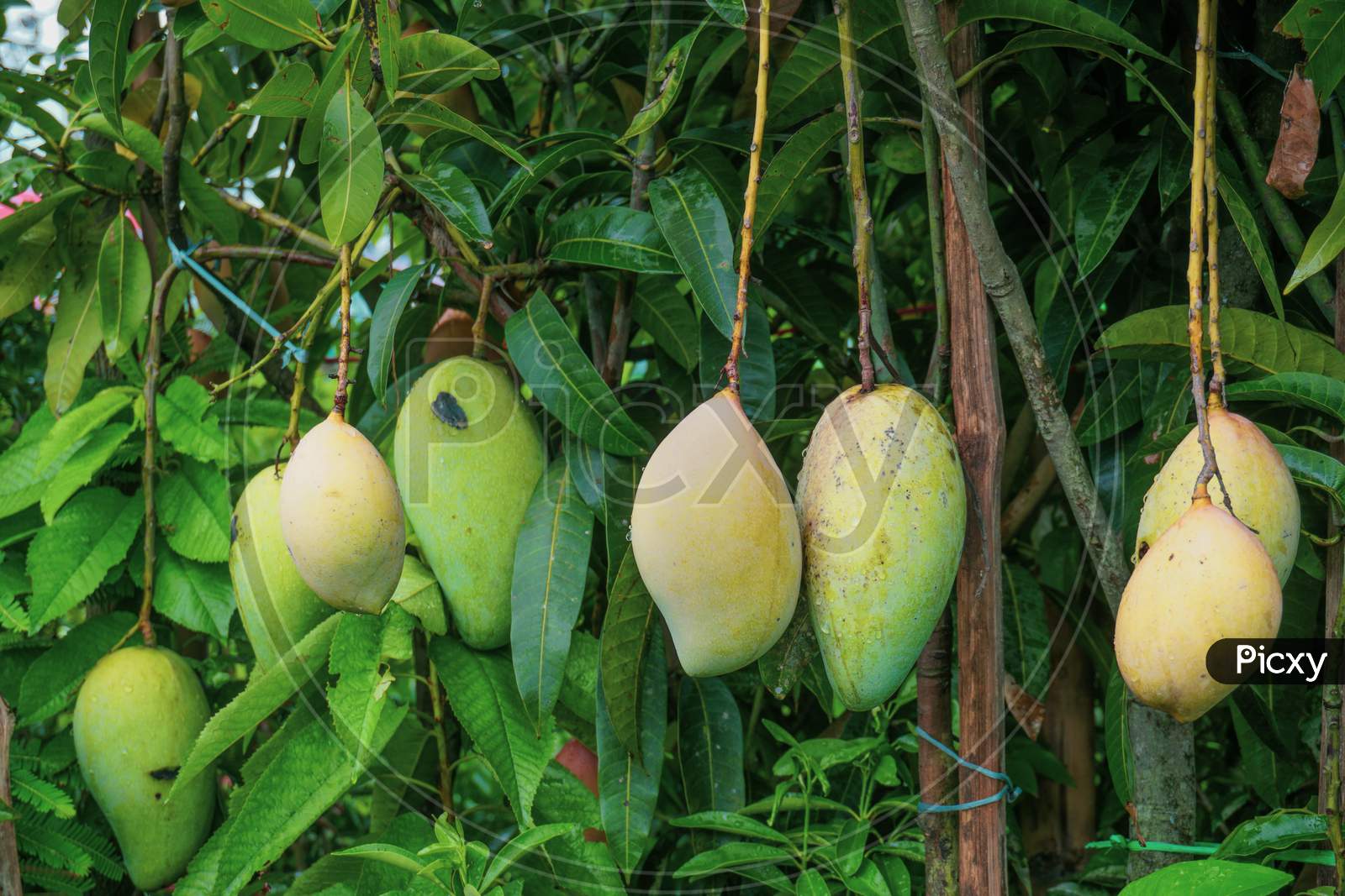 A Mango Hangs In A Beautiful Garden. This Is A Delicious Fruit. Mango Is Very Dear To All The People Of The World. It Is Very Fun To Eat Both Raw And Ripe. There Are A Lot Of Mango Orchards In Bangladesh.