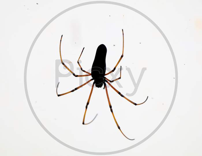 Black Colored Spider Against White Background