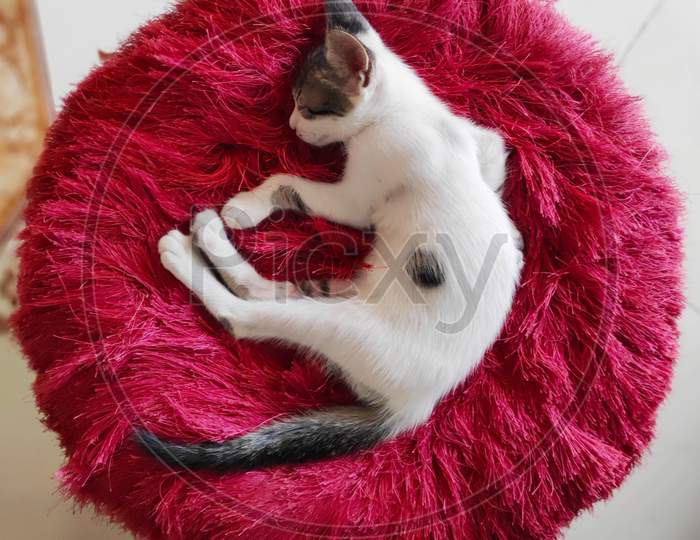 white kitten sleeping on a red circular stool seat