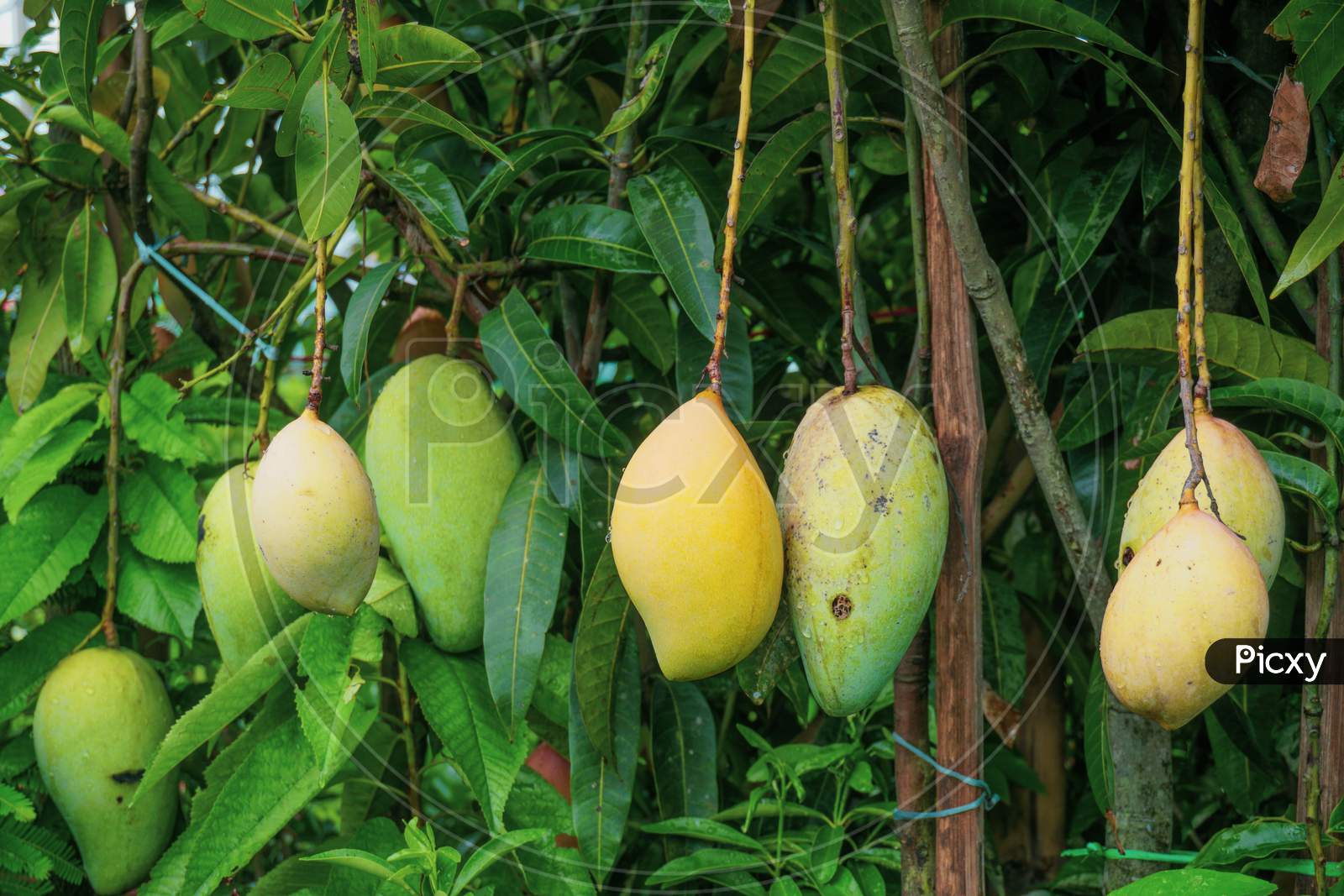 Mango Hangs In The Garden. Raw And Ripe Mango. This Is A Delicious Fruit. Mango Is Very Dear To All The People Of The World. Both Raw And Ripe Mangoes Are Very Fun To Eat. There Are Many Mango Gardens In Bangladesh.