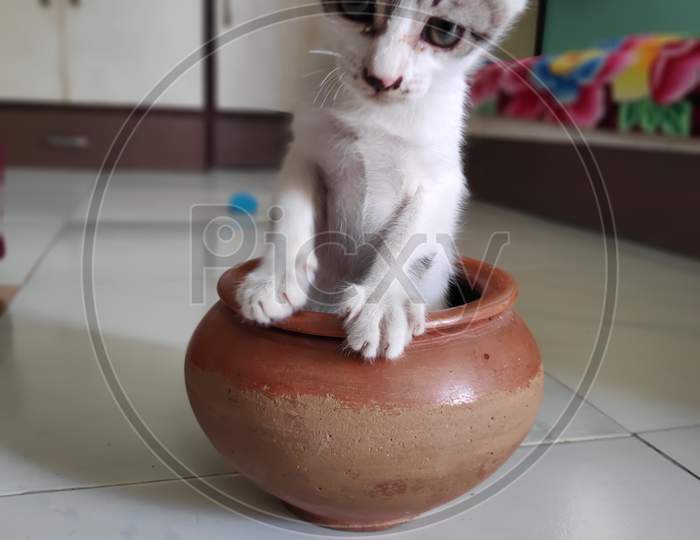 Kitten Playing With Earthen Pot In Indian Household