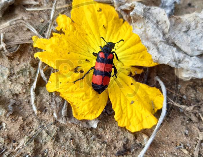 Bug on flower