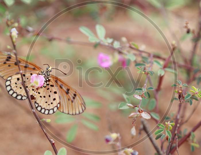 Tawny Coster Orange Butterfly Feeding Herbs