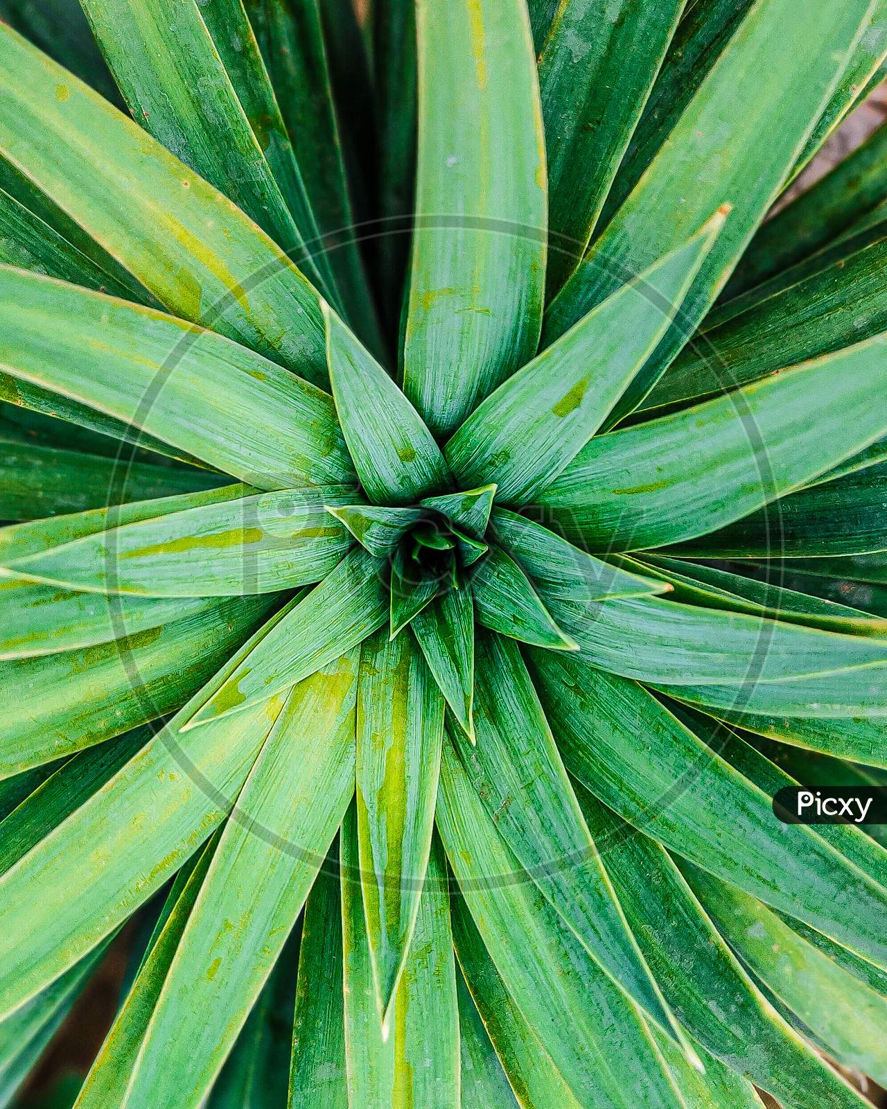 Beautiful yucca terrestrial plant