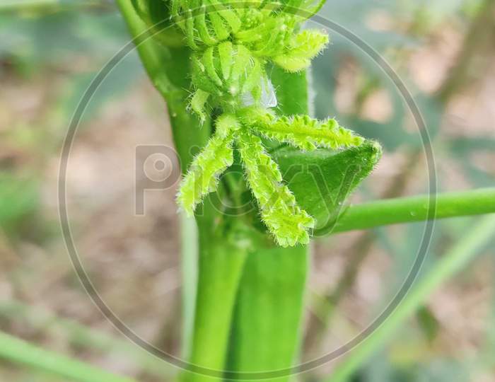 Early-stage of lady finger close up