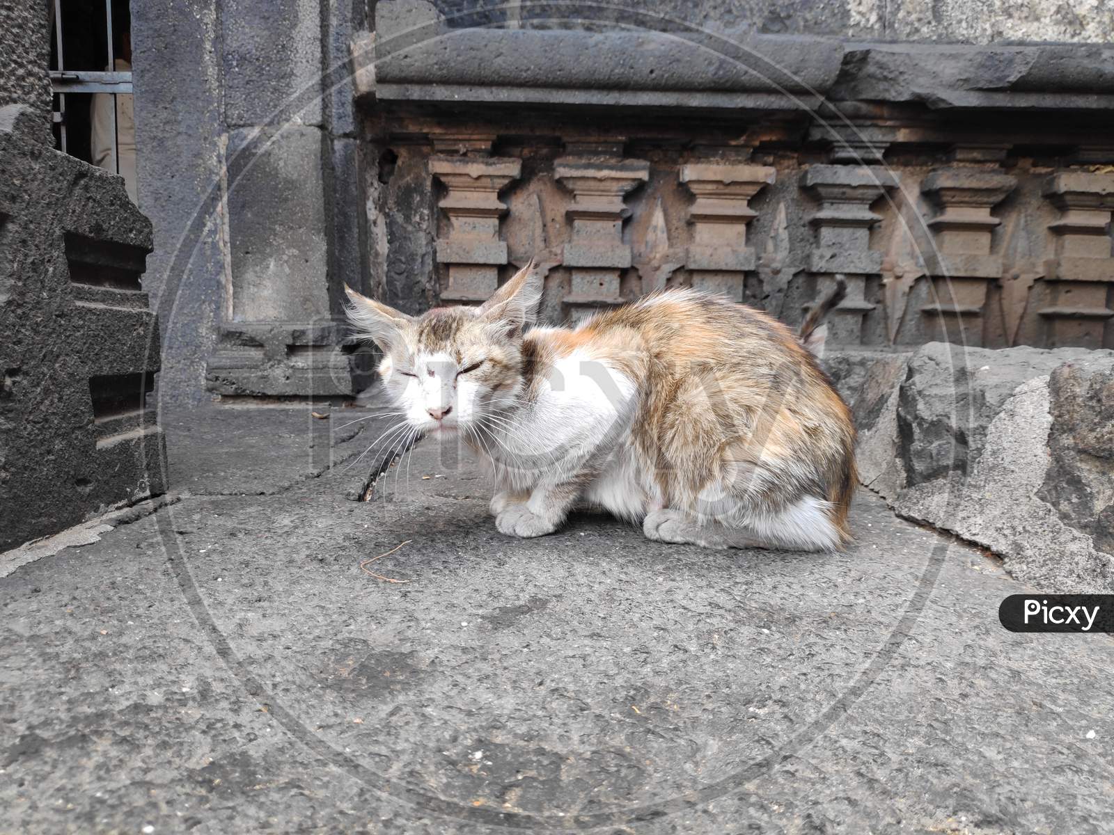 Stray Abandoned Red Grey Cat In Temple
