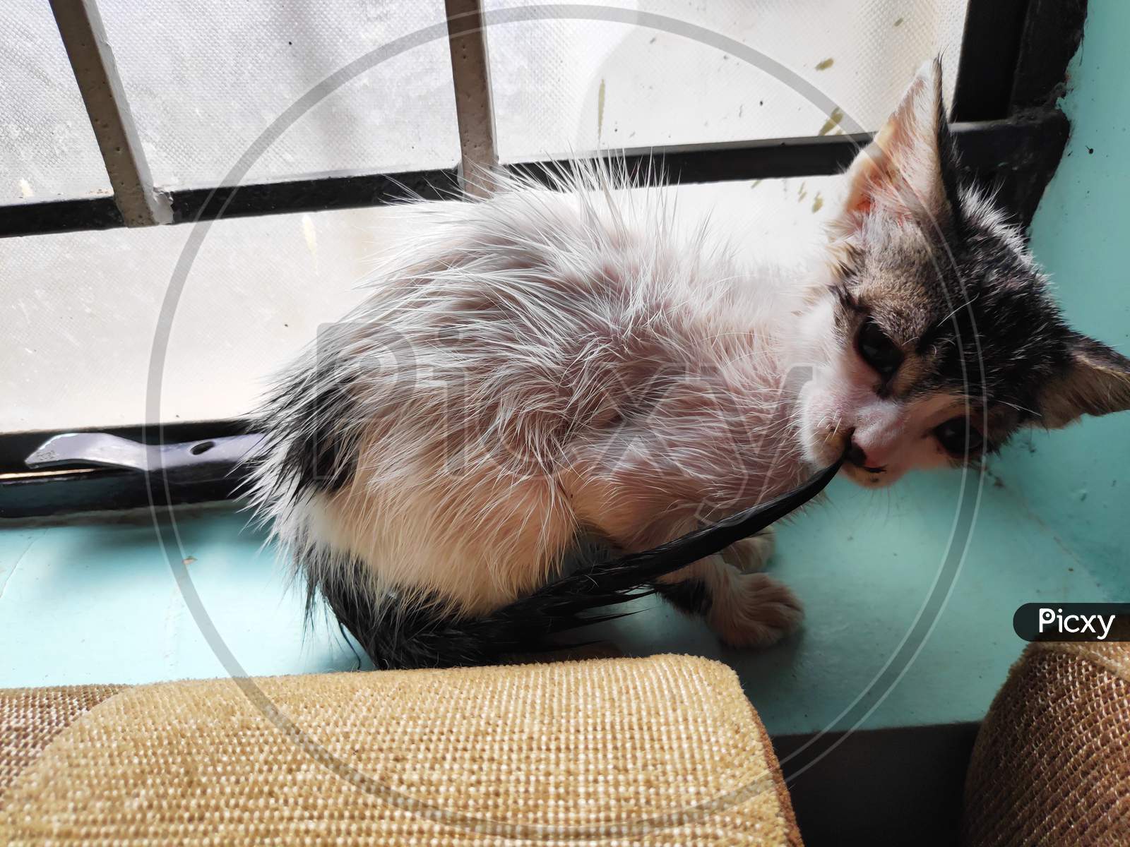 Small Kitten After Bath In Window With Wet Hairs