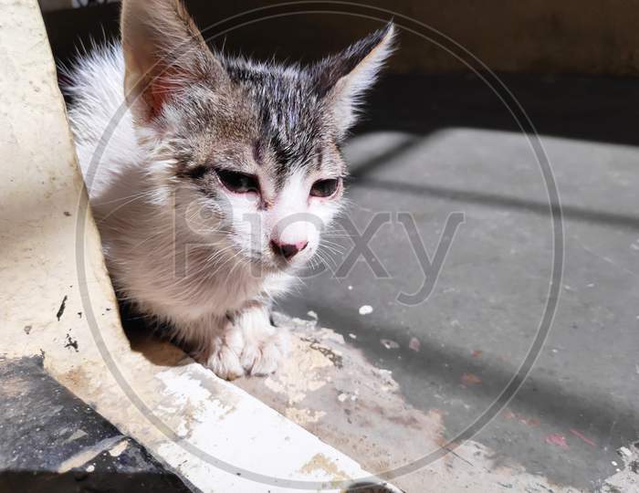 Small Kitten After Bath In Sunlight With Wet Hairs