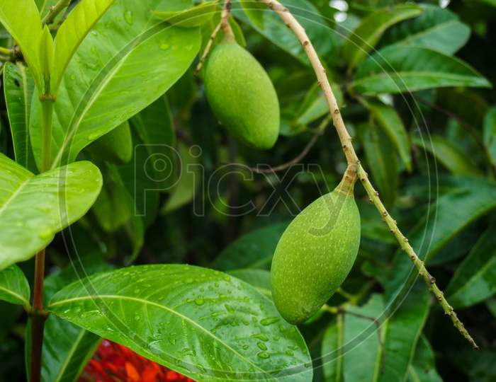 A Beautiful Baby Hanging In The Mango Garden. Green Background With Little Green Mango. Mango Is Very Dear To All The People Of The World.