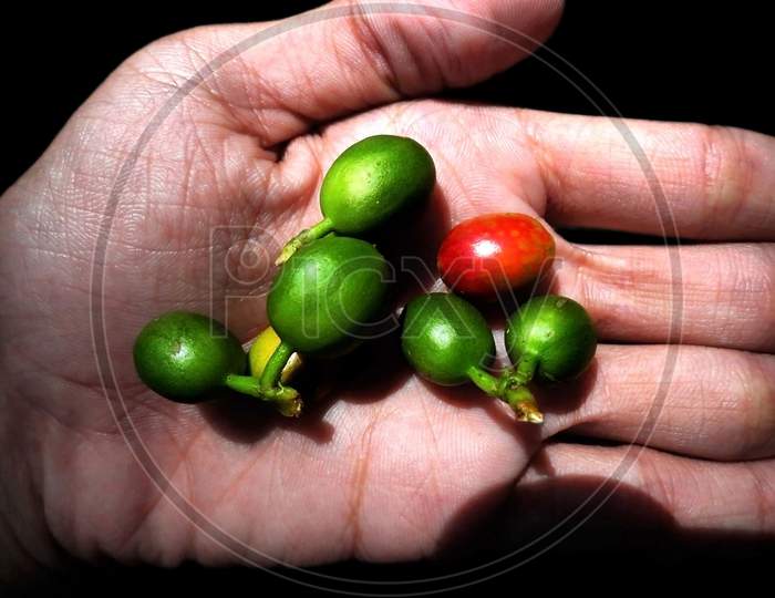 Black pepper - Fresh green and red pepper on the hand after picking from tree