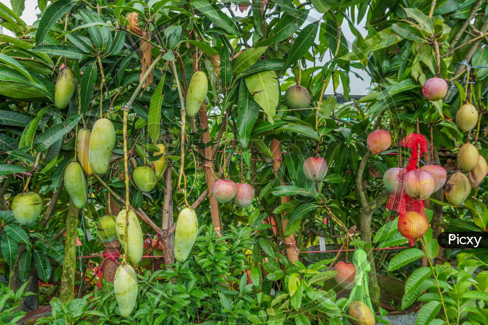 A Beautiful Mango Hanging On The Mango Tree. This Is A Delicious Fruit. Mango Is Very Dear To All The People Of The World.