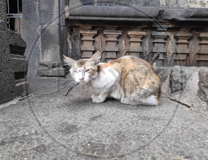 Stray Abandoned Red Grey Cat In Temple