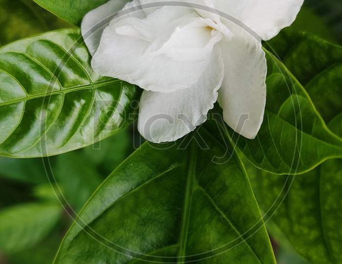 Jasmine flower close up macro