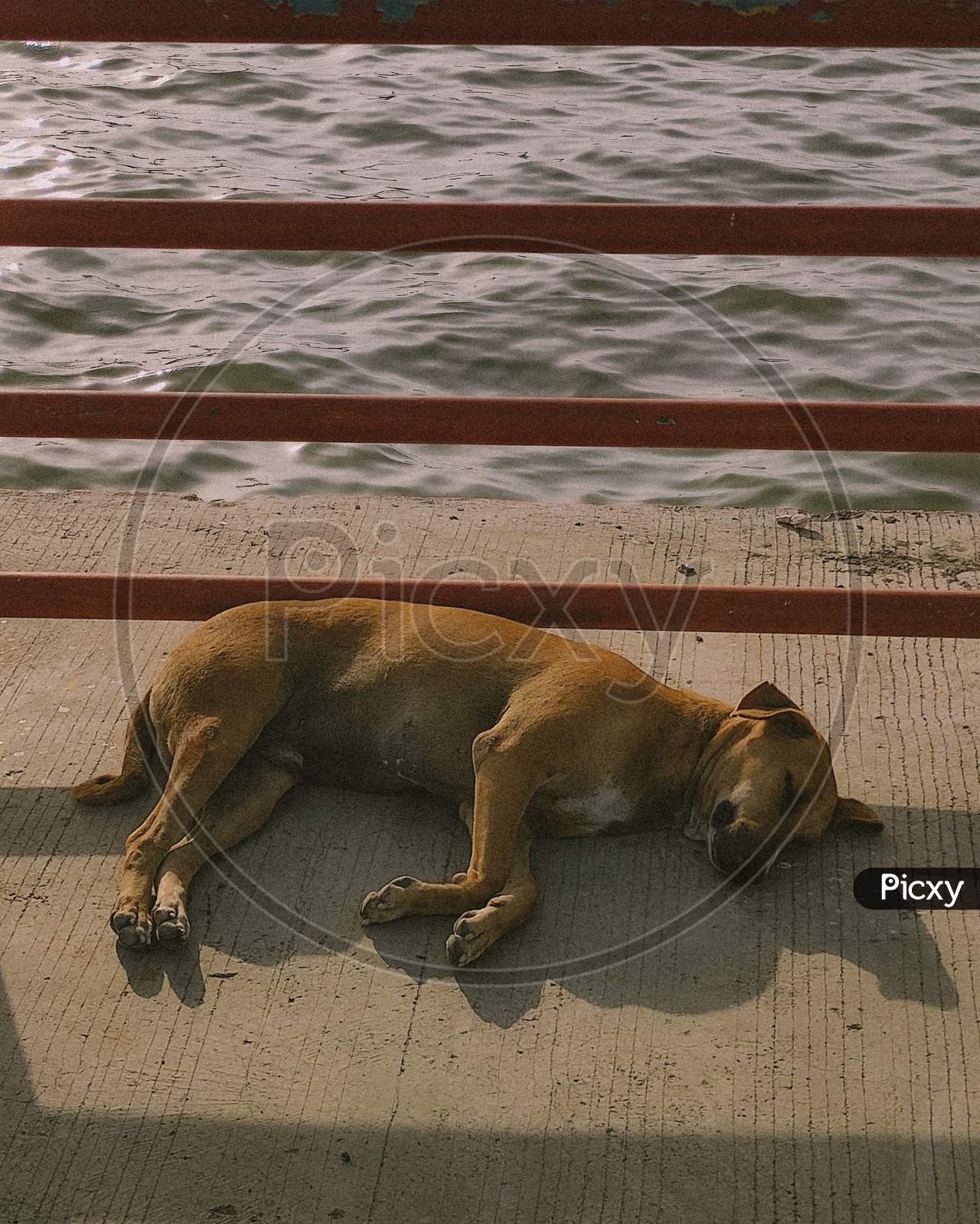 Dog sleeping peacefully by the sea.