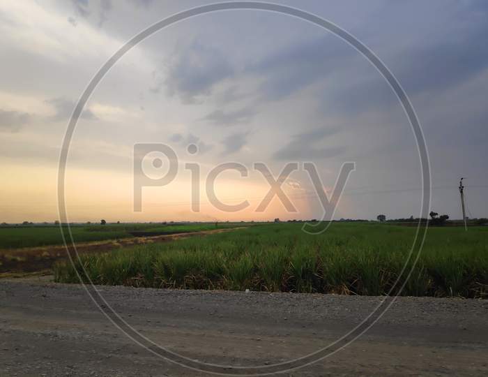Sugarcane Field Beside State Highway And Nice Sky