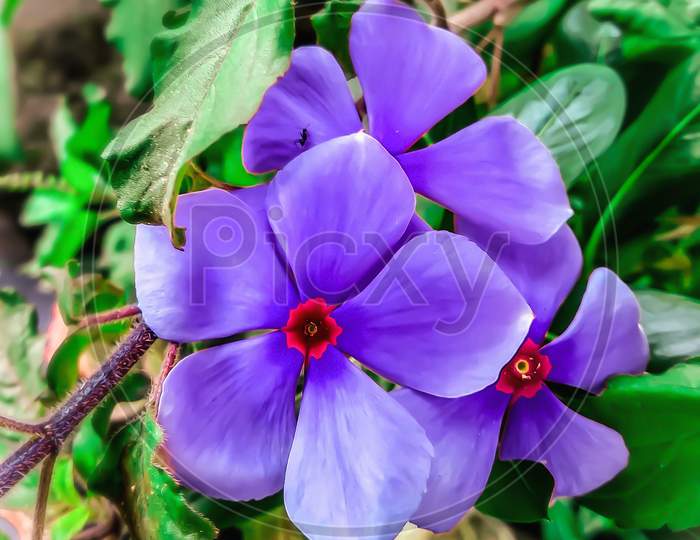 Beautiful violet Periwinkle flower.
