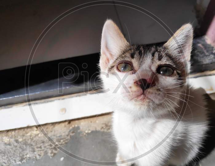 Cute cat looking angry with green eyes sitting on table. Maine c - Stock  Image - Everypixel