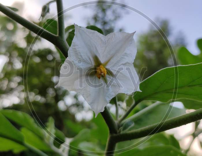 This is Brinjal's Flower on plant.