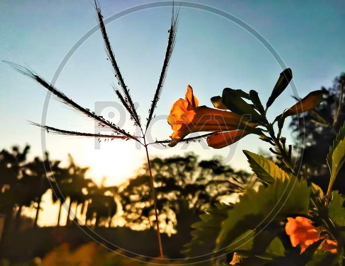 Sunset view through leaves and flowers.