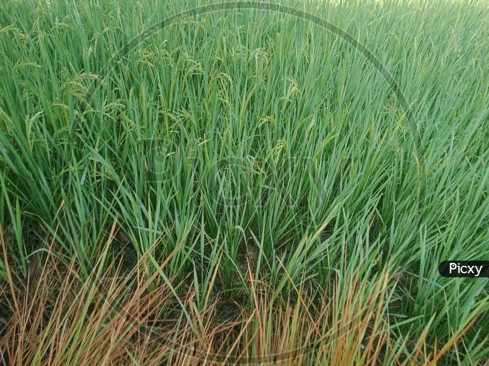 Rice plant during morning