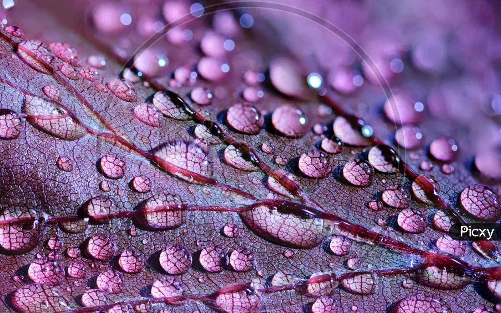 Water Droplets on leaf