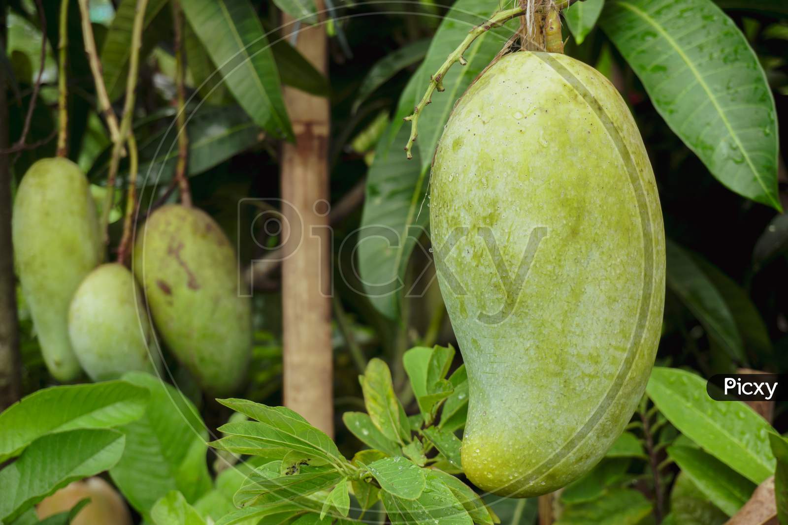 A Large Mango Hangs In A Beautiful Garden. This Is A Delicious Fruit. Mango Is Very Dear To All The People Of The World. It Is Very Fun To Eat Both Raw And Ripe. There Are A Lot Of Mango Orchards In Bangladesh.