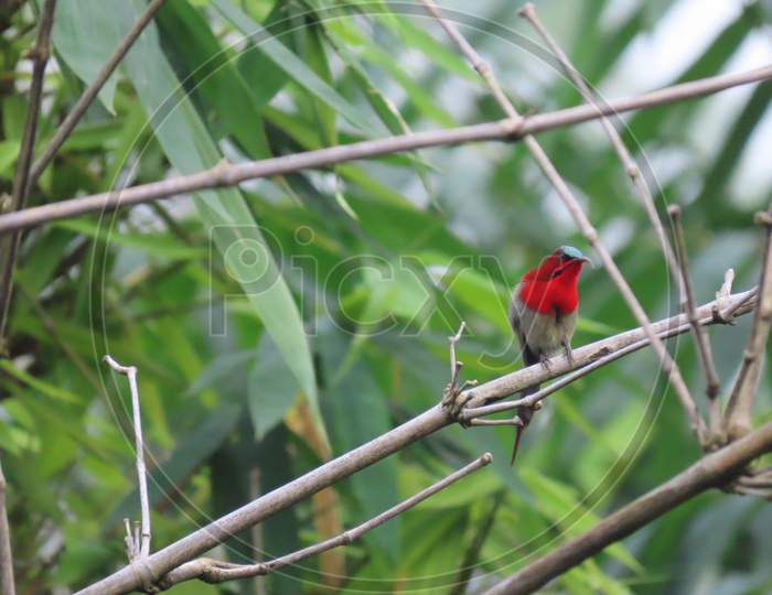 Red head bird