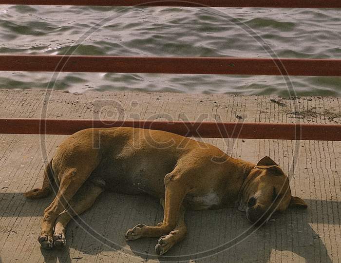 Dog sleeping peacefully by the sea.