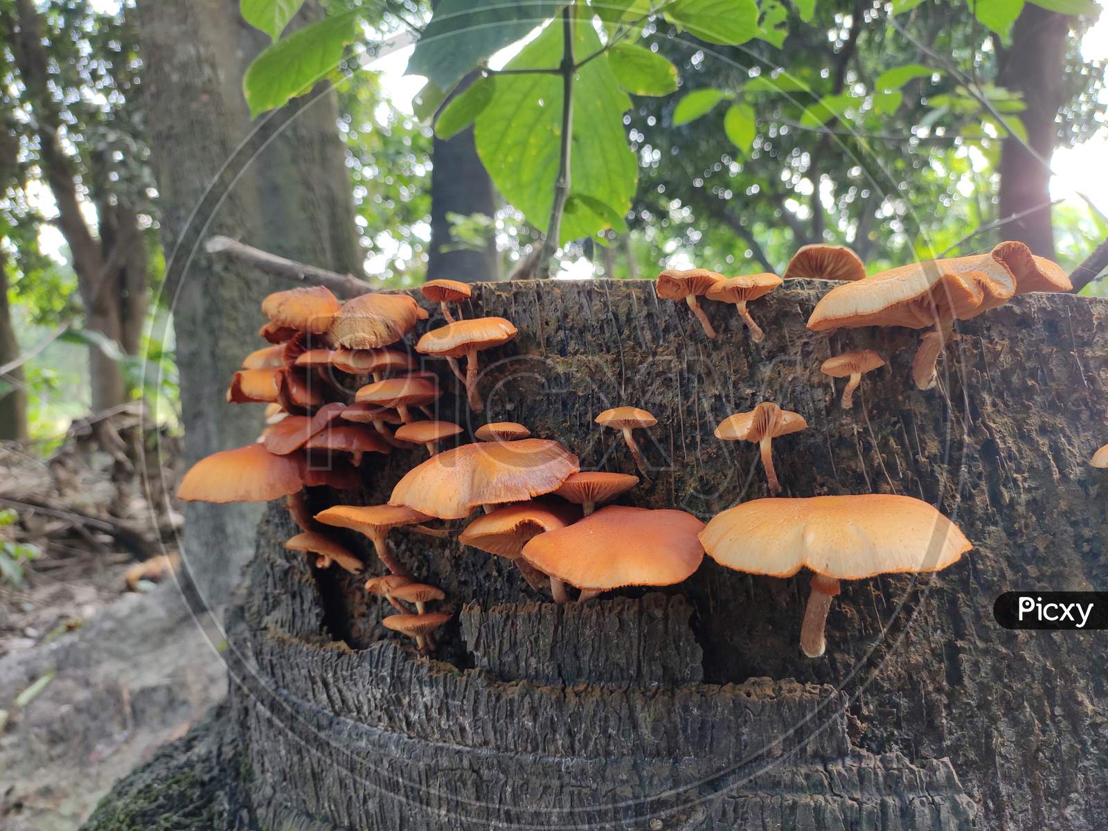 Beautiful wild Mushrooms in a sequence on the cut tree of Asian palmyra palm.