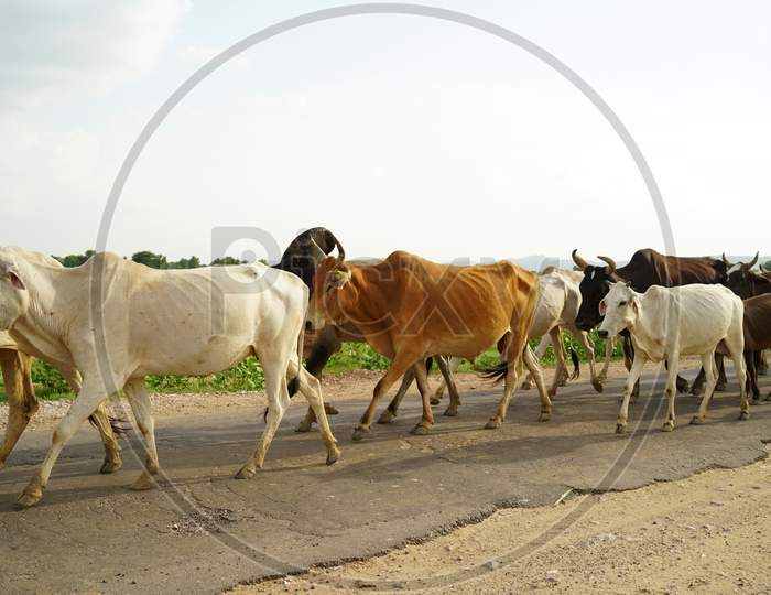Herds of cows on their way back home