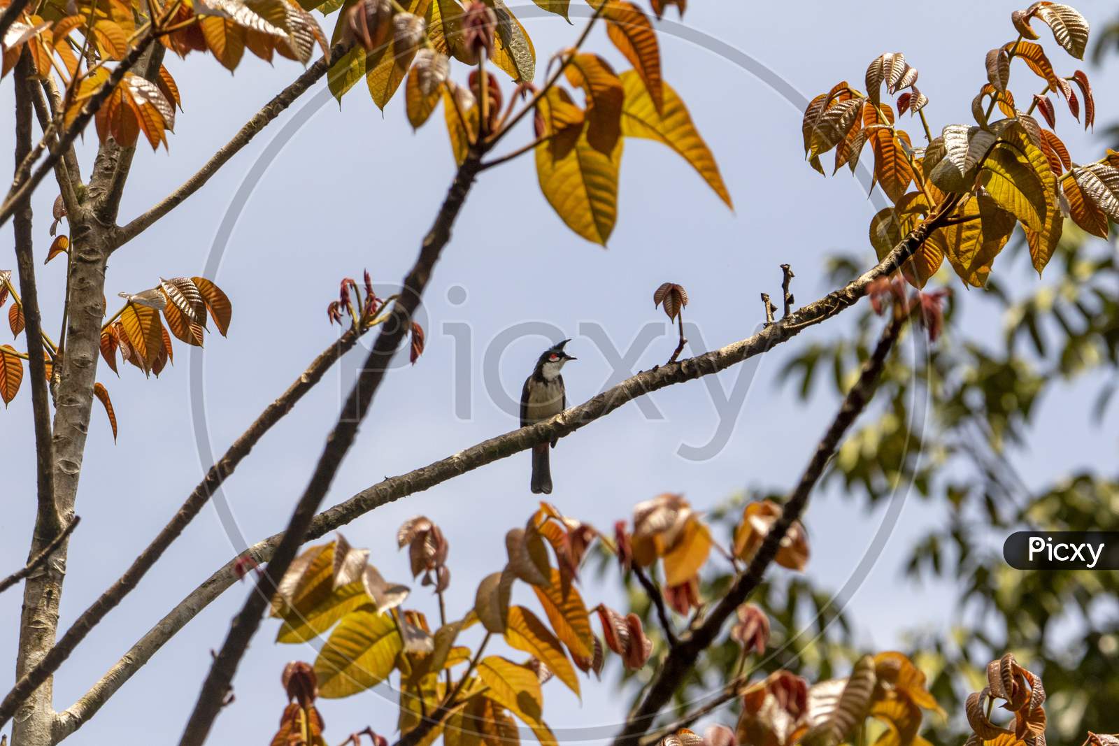 Red whiskered bulbul in Autumn