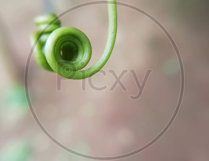 Selective Focus On A Tendril Blur Background