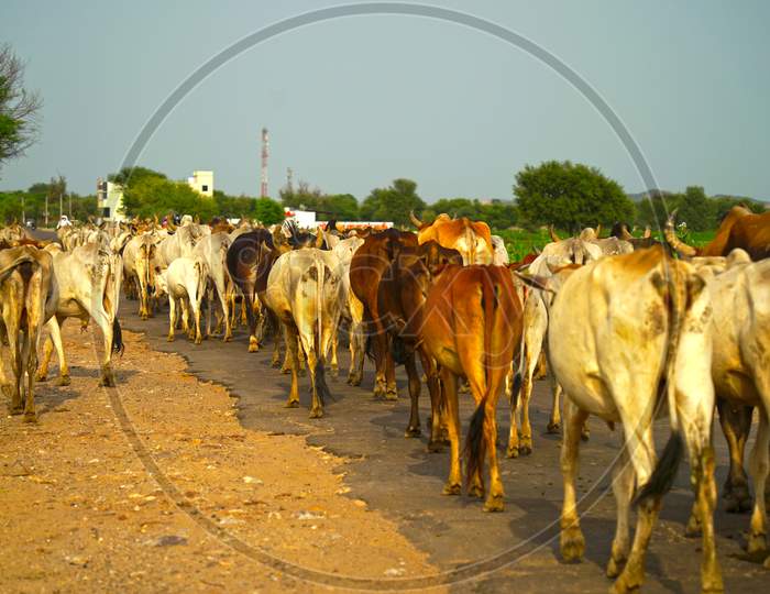 Herds of cows on their way back home