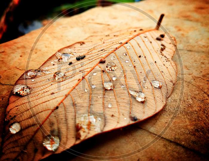 Beautiful water droplets on the leaf