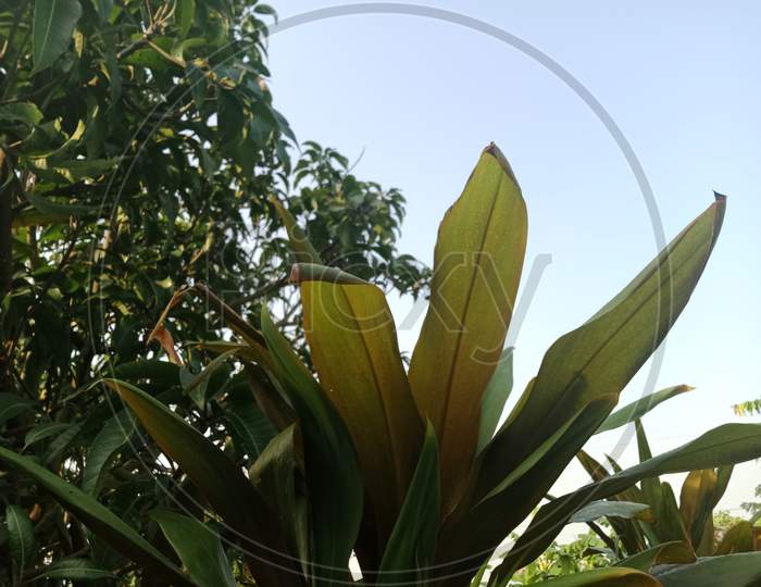 Decorative plant during morning