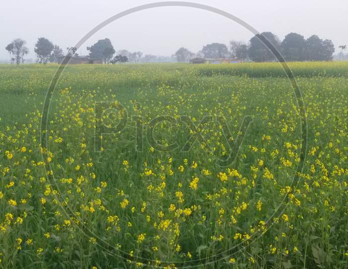 Mustard plant agricultural field.