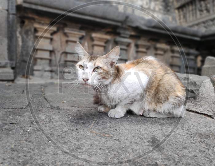 Stray Abandoned Red Grey Cat With Big Eyes In Temple