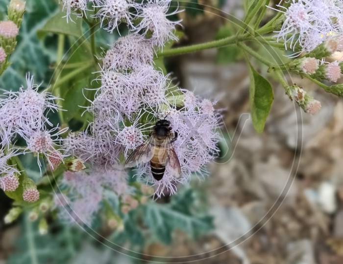 Bee on Plant