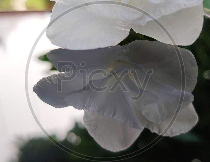 Jasmine flower close up macro petal white leaf