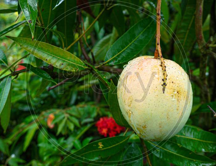 A Large Mango Hangs In A Beautiful Garden. This Is A Delicious Fruit. Mango Is Very Dear To All The People Of The World. It Is Very Fun To Eat Both Raw And Ripe. There Are A Lot Of Mango Orchards In Bangladesh.