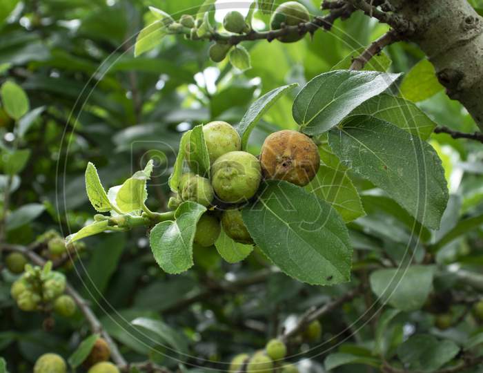 Ficus Carica Or Ficus Carica Or Dumur Or Tin Is An Asian Fruits Species