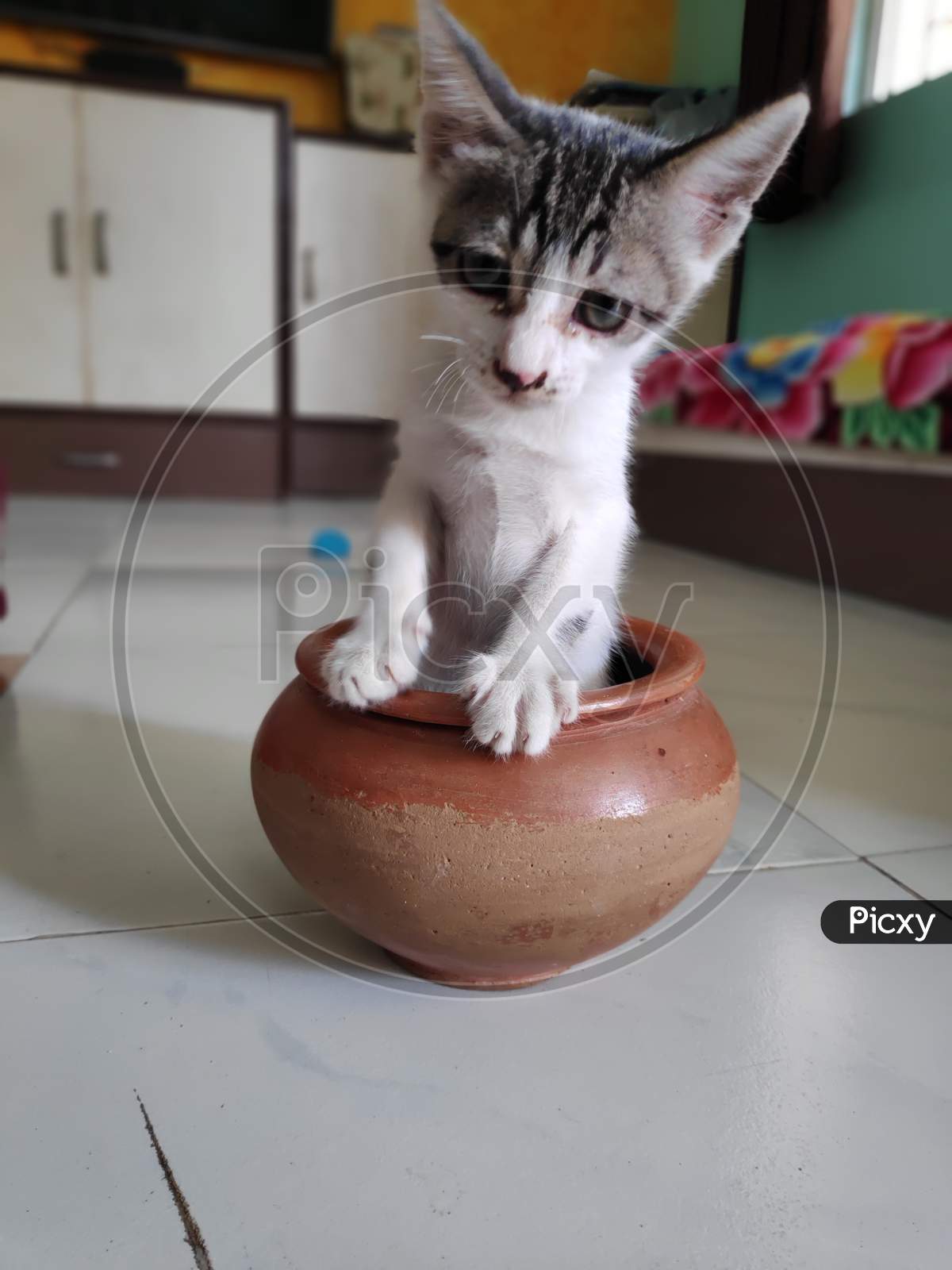 Kitten Playing With Earthen Pot In Indian Household