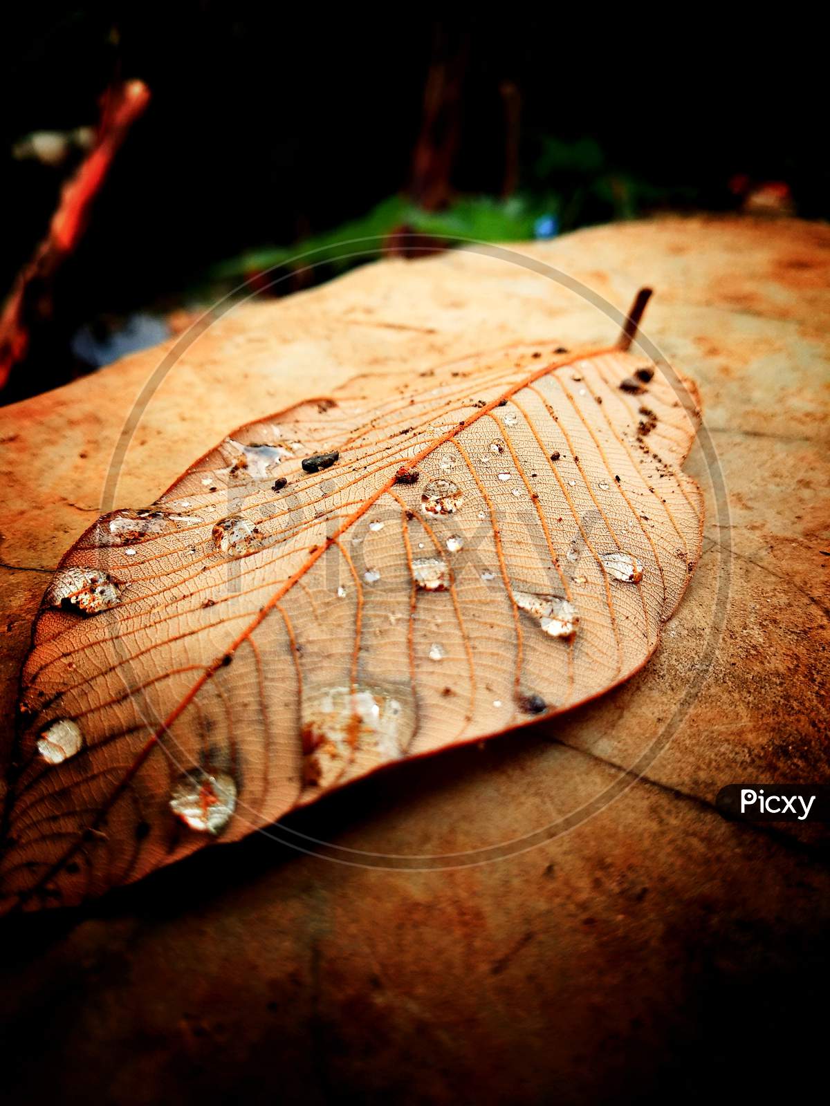 Beautiful water droplets on the leaf