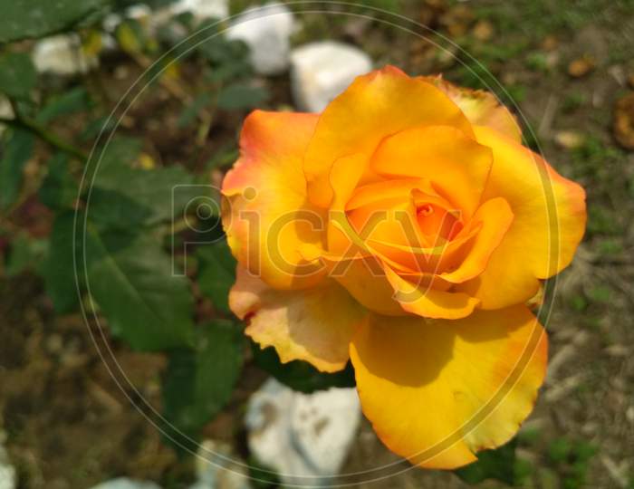 Orange colour Rose