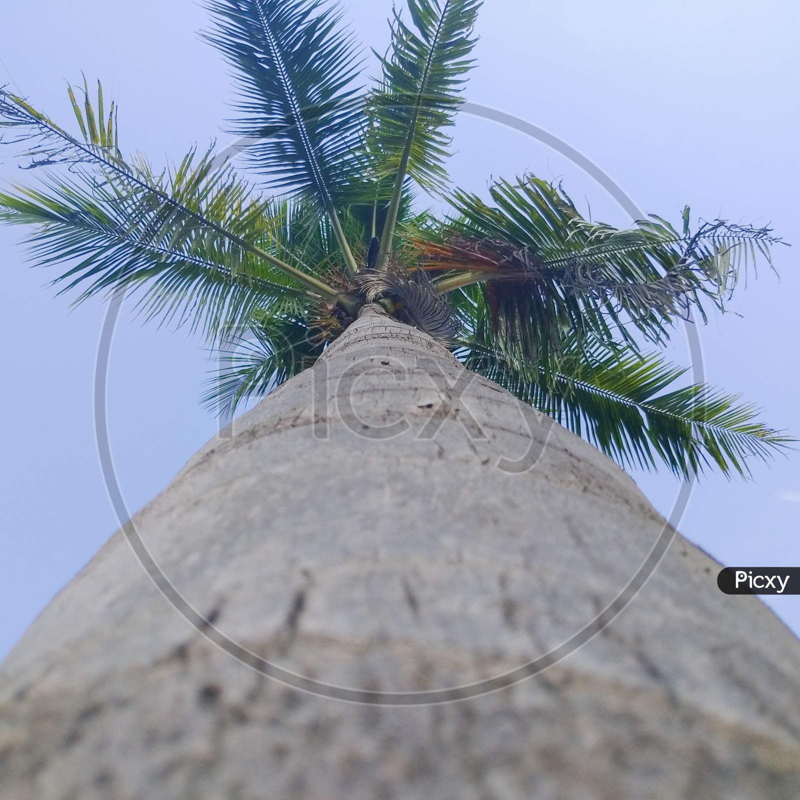Coconut tree 🥥