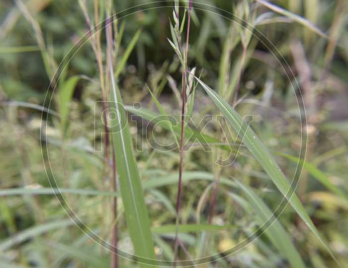 the beautiful grass outdoor plants